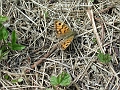 wall brown, butterfly, wall br-2